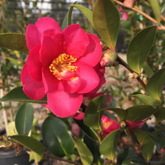 Camellia Sasanqua Hiryu