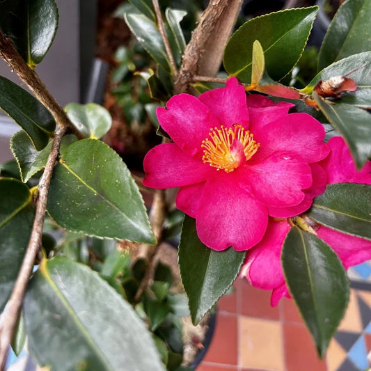 Camellia Sasanqua Hiry, with vibrant blooms during winter months. Ideal for feature planter pots and evergreen screening hedges. Thrives in full sun to semi sun locations. 
