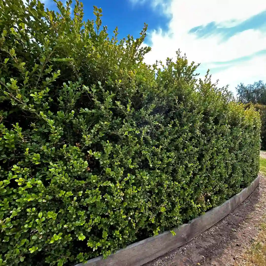 Buxus microphylla var. japonica Japanese box hedging featuring fine green leaves, commonly used for clipped hedges, edging, and structured gardens