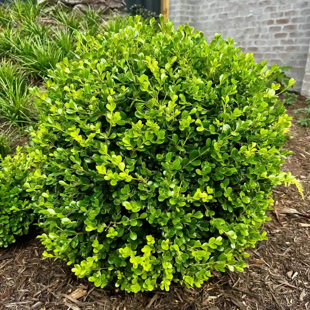 Japanese topiary balls bring structured evergreen greenery to Melbourne gardens. Ideal for formal planting, entrances and low maintenance garden design.