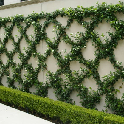 Star Jasmine