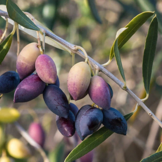 Olive Kalamata