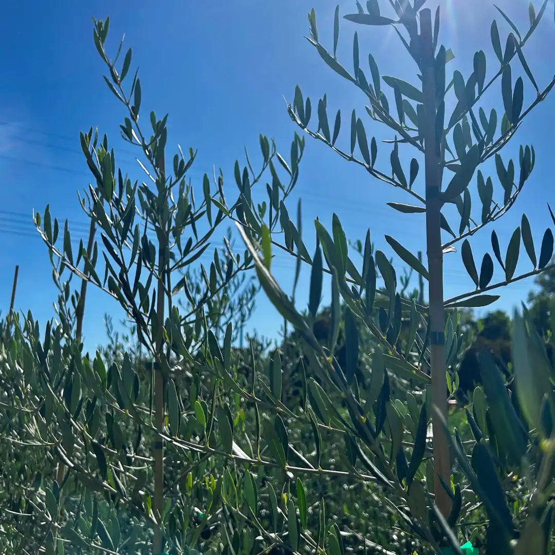 Olea europaea ‘Kalamata’ – Kalamata olive tree evergreen fruiting olive with attractive grey-green foliage, ideal for edible gardens and feature planting.