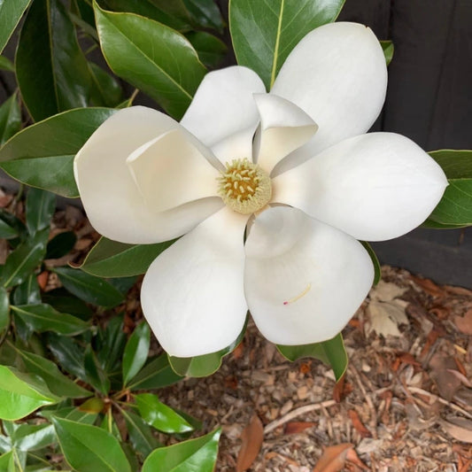 Magnolia Kay Parris