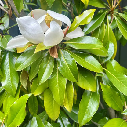 Stunning Kay Parris evergreen magnolia for screening, hedging and feature plants. Ideal for classic and formal garden design. 