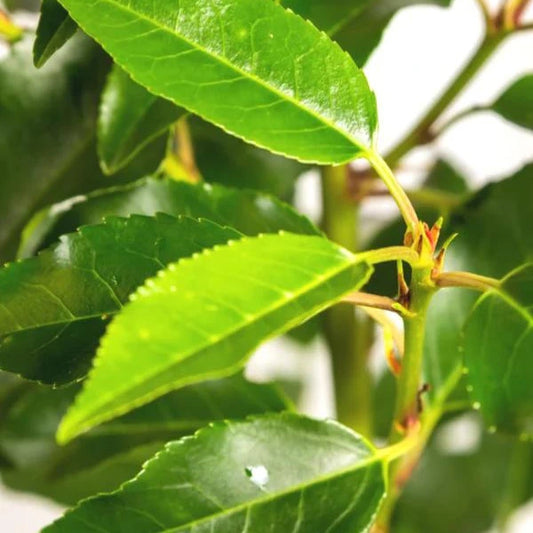 Portuguese Laurel