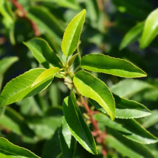 Portuguese Laurel Standard