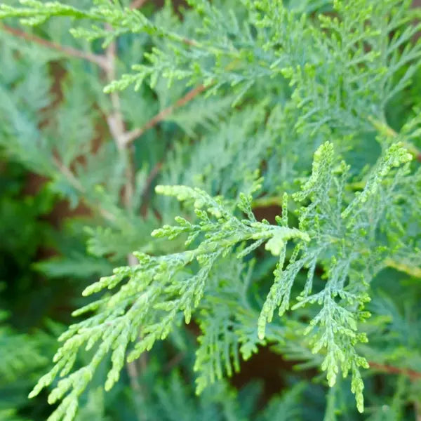 Leighton Green (Cupressocyparis leylandii) is a fast-growing evergreen hedge ideal for screening, privacy, and windbreaks in Australian gardens.