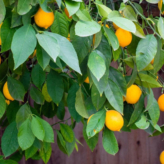 Espalier Lemon