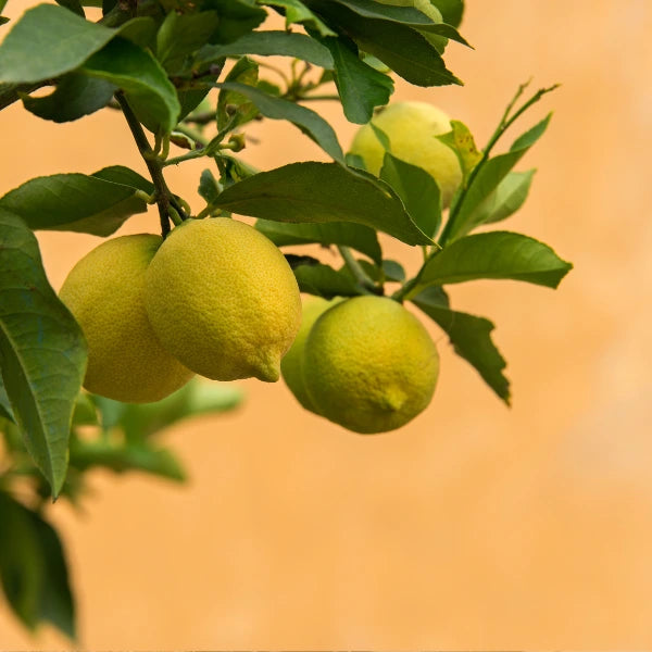 Lemon citrus collection, ideal for planter pots or garden planting. Includes Meyer, Lisbon, Eureka and dwarf lemon varieties.