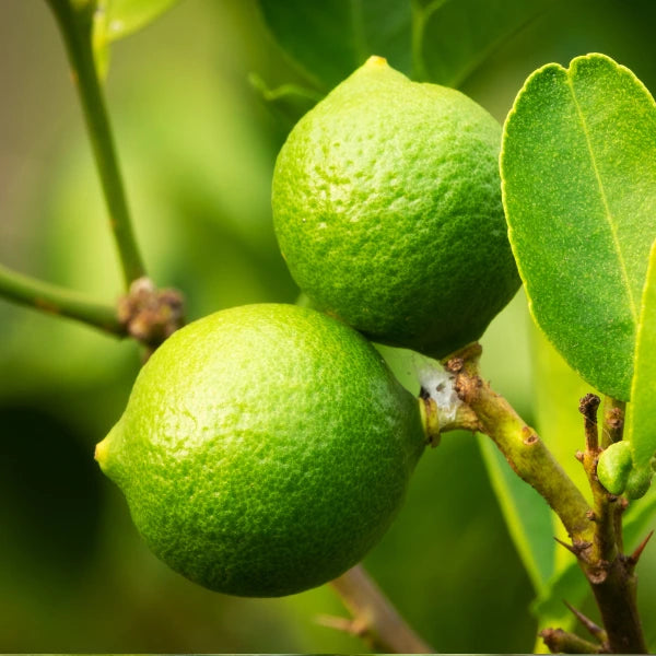 Lime citrus fruit tree, ideal for pots or garden planting, producing fragrant flowers and fresh, zesty fruit.