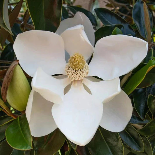 Magnolia Little Gem