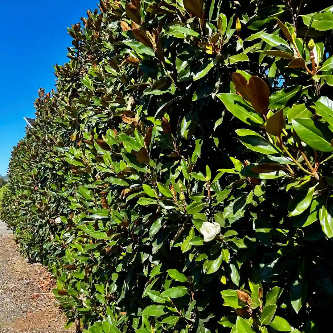 Little Gem Magnolia (Magnolia grandiflora ‘Little Gem’) evergreen magnolia tree with glossy green leaves, compact upright growth and fragrant creamy white flowers ideal for screening or feature planting.