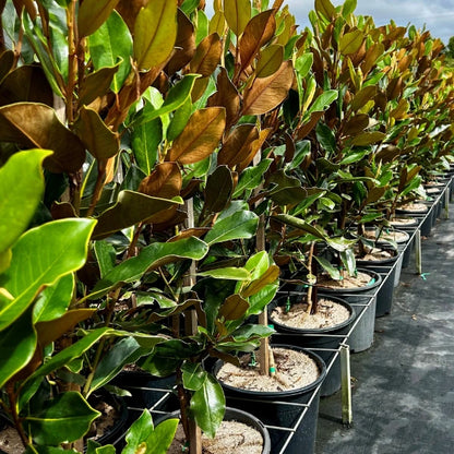 Magnolia Little Gem – compact evergreen with glossy green leaves and creamy white blooms. Ideal for hedging, screening, or feature planting.