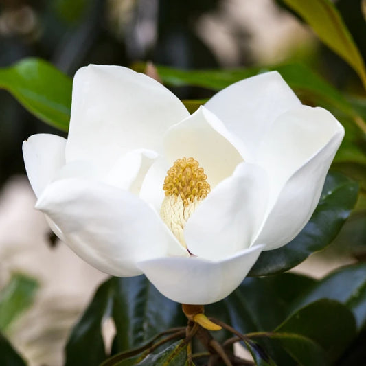 Espalier Magnolia