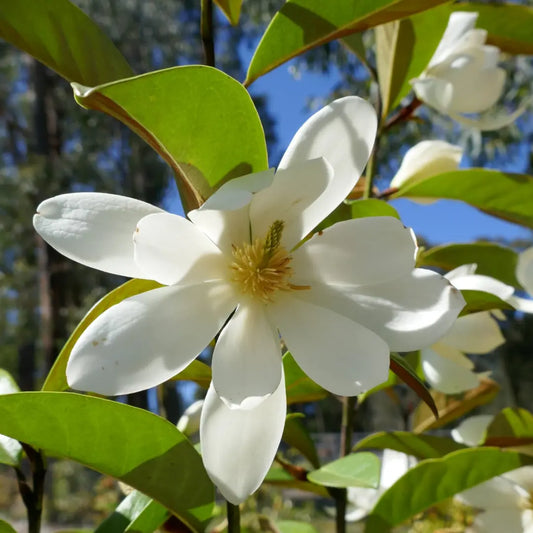 Evergreen magnolia  fairy cream, sweet white blooms for classic gardens. Ideal for hedging, screening and garden pots. 