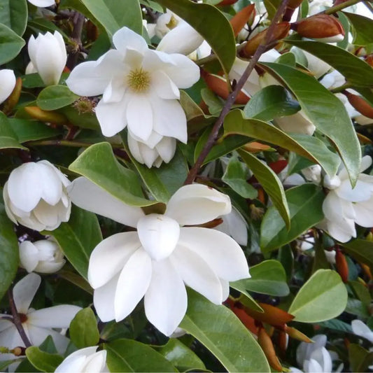 Evergreen screening magnolia fairy white, ideal for classic gardens and planter pots. 