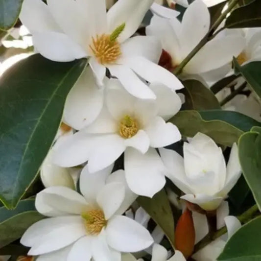 Magnolia ‘Inspiration’ – evergreen magnolia with abundant white flowers, perfect for screening and hedging in Melbourne gardens.