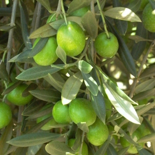 Olive Manzanillo