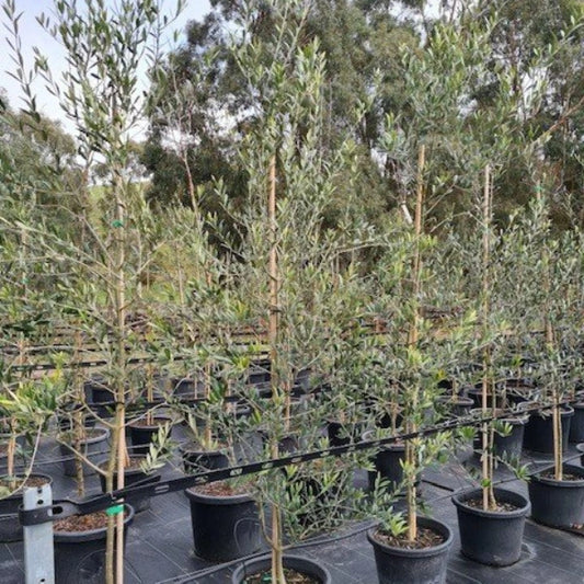 Manzanillo Olive (Olea europaea ‘Manzanillo’) – Hardy evergreen Mediterranean tree with silvery-green foliage and rounded form, prized for its large fruit and suitability for both edible harvest and ornamental use.