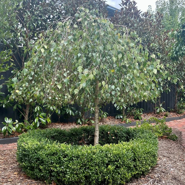 Weeping Silver Birch