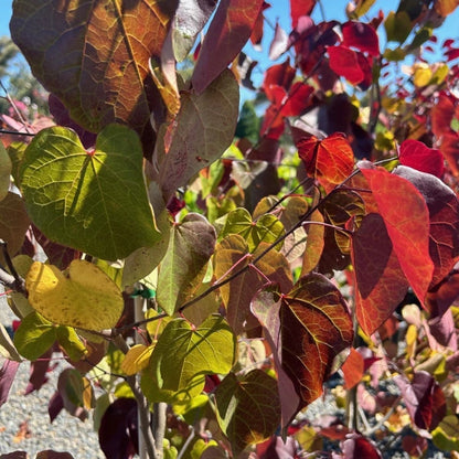 Cercis Merlot