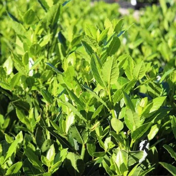 Miles Choice Laurus nobilis