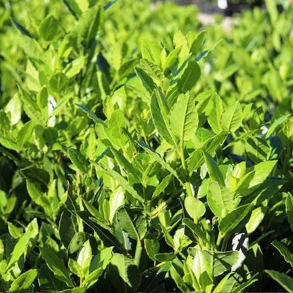 Miles Choice Laurus nobilis