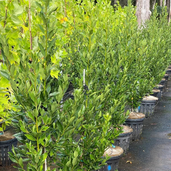 Miles Choice, popular evergreen screening plant ideal for poolside planting, fence lines, and privacy in Melbourne’s modern and heritage homes.