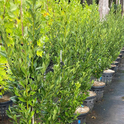 Miles Choice, popular evergreen screening plant ideal for poolside planting, fence lines, and privacy in Melbourne’s modern and heritage homes.