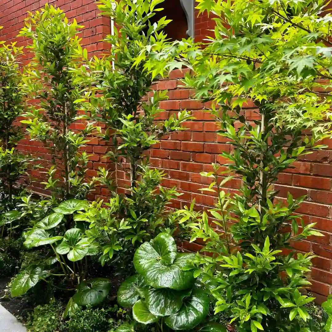 Best Selling Evergreen screening Miles Choice Bay trees, perfect for narrow hedges, screening, privacy and pool side planting. 