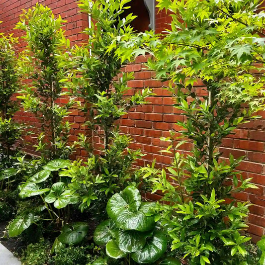 Best Selling Evergreen screening Miles Choice Bay trees, perfect for narrow hedges, screening, privacy and pool side planting. 