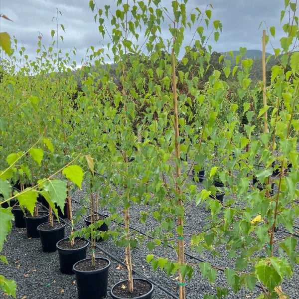 Moss White Birch (Betula pendula ‘Moss White’) – Elegant deciduous tree with striking white bark and fine, cascading branches, ideal for feature planting or cool-climate landscapes.