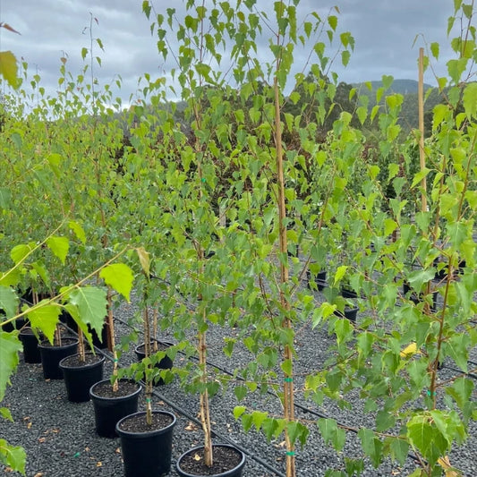 Moss White Birch (Betula pendula ‘Moss White’) – Elegant deciduous tree with striking white bark and fine, cascading branches, ideal for feature planting or cool-climate landscapes.