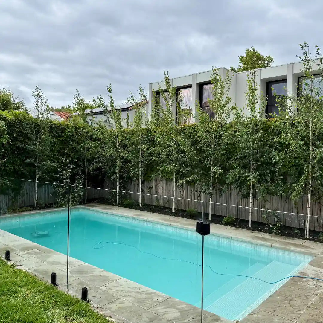 One of our most popular birch for screening, avenue planting, fence line planting and creating autumn colour, Moss White Birch. 