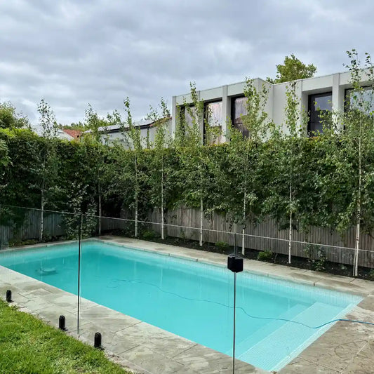 One of our most popular birch for screening, avenue planting, fence line planting and creating autumn colour, Moss White Birch. 