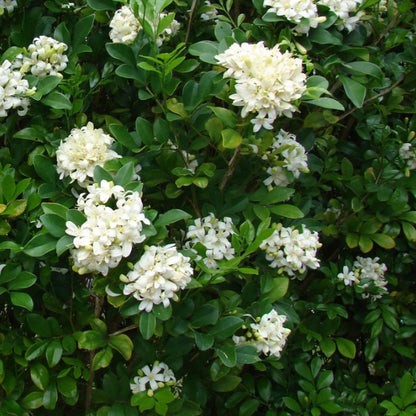 Murraya Paniculata