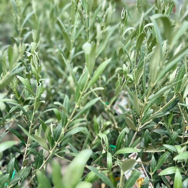 Olive Nab Tamri