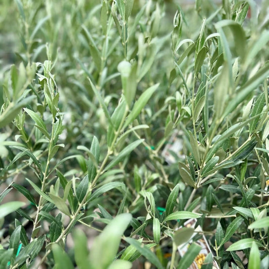 Olive Nab Tamri