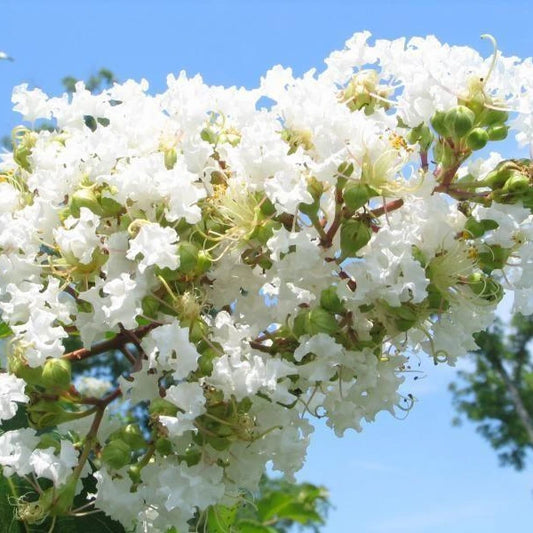 Natchez Crepe Myrtle