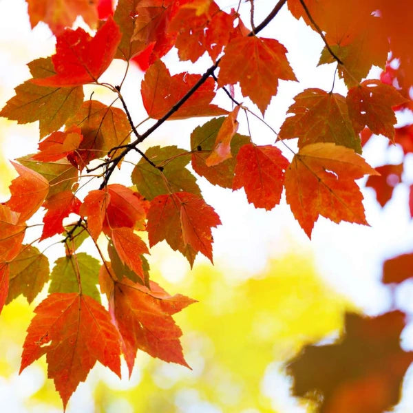 October Glory