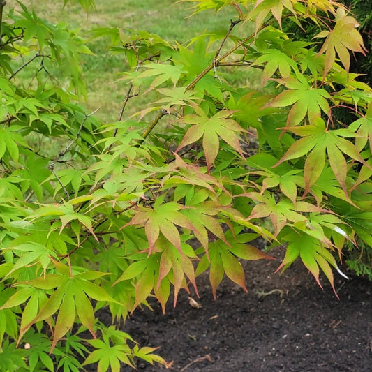 Acer Palmatum Osakazuki