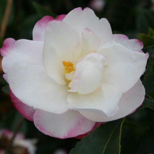 Camellia Sasanqua Paradise Blush