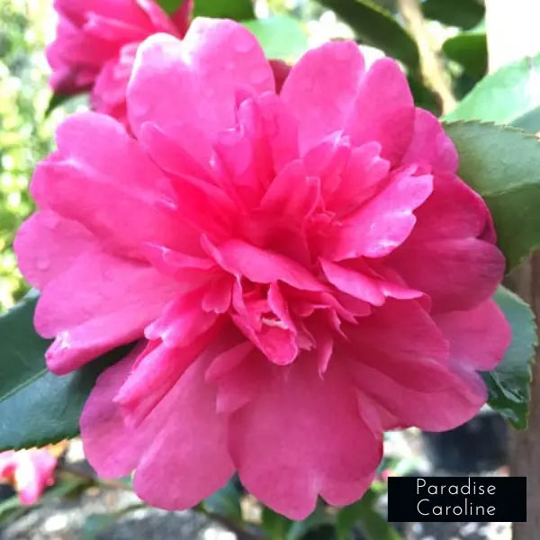 Camellia Sasanqua Paradise