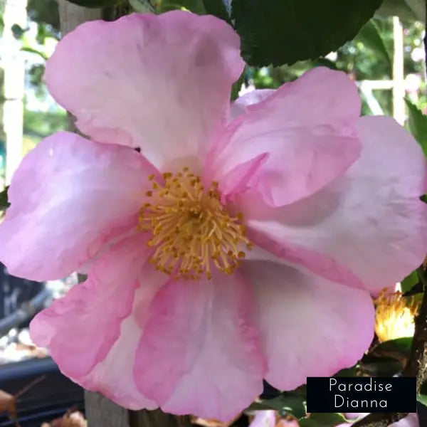 Camellia Sasanqua Paradise