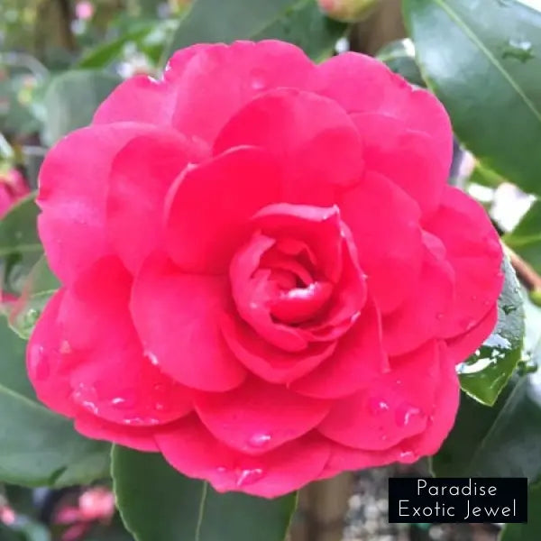 Camellia Sasanqua Paradise