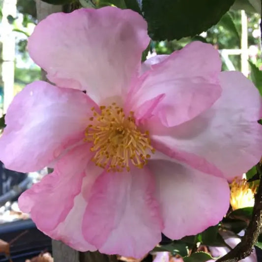 Camellia Sasanqua Paradise