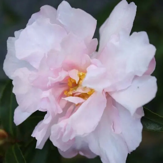 Camellia Sasanqua Paradise Petite