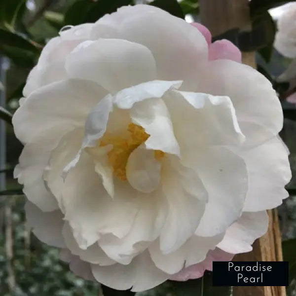 Camellia Sasanqua Paradise
