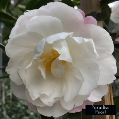 Camellia Sasanqua Paradise